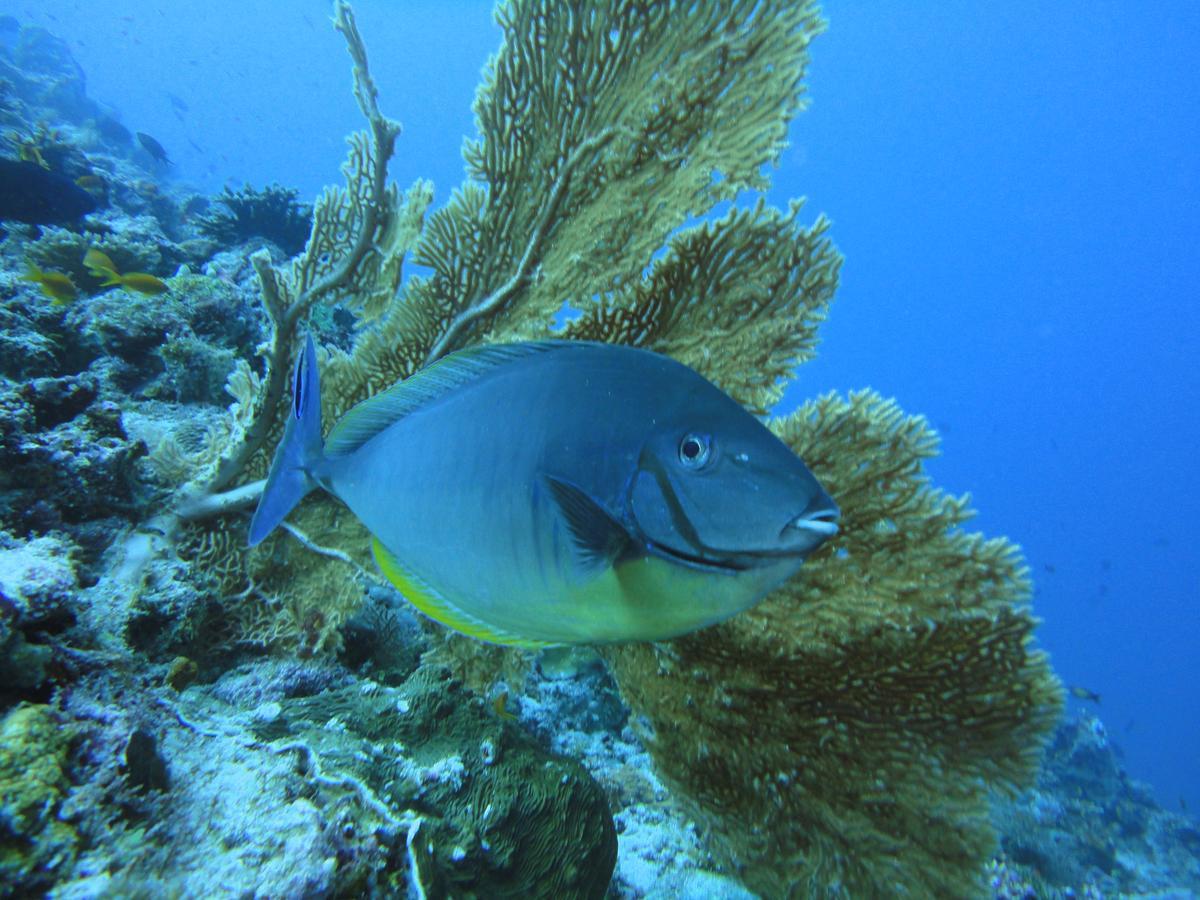 Smera Grand Maamigili Camera foto